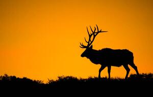 Fotografie A large bull elk in silhouette, jared lloyd, (40 x 24.6 cm)