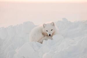 Umělecká fotografie Arctic white fox close-up. Arctic fox, Oksana Stasenko, (40 x 26.7 cm)