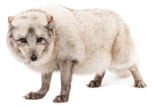 Umělecká fotografie Arctic fox, Vulpes lagopus, standing, looking, GlobalP, (40 x 26.7 cm)
