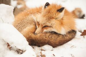 Umělecká fotografie Close-up of sleeping fox, Alycia Moore / 500px, (40 x 26.7 cm)