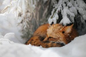 Umělecká fotografie Close-up of squirrel on snow covered, Grzegorz Bukalski / 500px, (40 x 26.7 cm)
