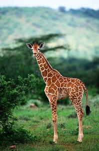 Umělecká fotografie Reticulated Giraffe, Serengeti Nat. Park, Tanzania, Art Wolfe, (26.7 x 40 cm)