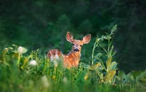 Umělecká fotografie Bambi Deer Fawn, Adria  Photography, (40 x 24.6 cm)