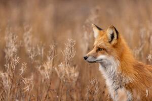 Umělecká fotografie Close-up of red fox on field,Churchill,Manitoba,Canada, Rick Little / 500px, (40 x 26.7 cm)