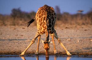 Umělecká fotografie Southern Giraffe Drinking at Water Hole, Martin Harvey, (40 x 26.7 cm)