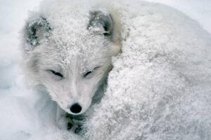 Umělecká fotografie Arctic Fox Sleeping in Snow, Richard Hamilton Smith, (40 x 26.7 cm)
