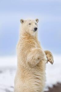 Umělecká fotografie Polar bear standing, Patrick J. Endres, (26.7 x 40 cm)