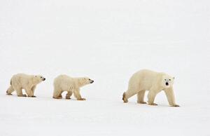 Umělecká fotografie Polar bear walking with two cubs, John Conrad, (40 x 26.7 cm)