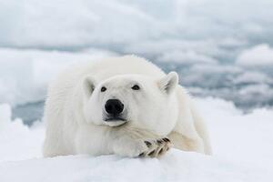 Umělecká fotografie Polar bear, dagsjo, (40 x 26.7 cm)