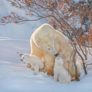Umělecká fotografie Two polar bears play fight,Wapusk National, Hao Jiang / 500px, (40 x 40 cm)