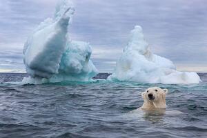 Umělecká fotografie Polar Bear Swimming near Sea Ice, Paul Souders, (40 x 26.7 cm)