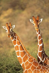 Umělecká fotografie Reticulated giraffes, James Warwick, (26.7 x 40 cm)