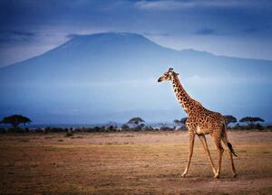 Umělecká fotografie Giraffe Walking in Front of Mount, Vicki Jauron, Babylon and Beyond Photography, (40 x 30 cm)