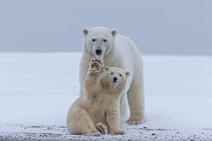Umělecká fotografie Polar bear, Sylvain Cordier, (40 x 26.7 cm)