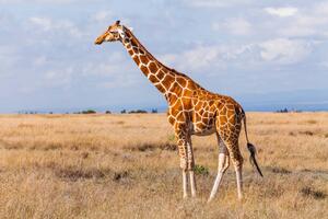 Umělecká fotografie Giraffes in the savannah, Kenya, Anton Petrus, (40 x 26.7 cm)