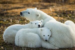 Umělecká fotografie Polar Bear and Cubs by Hudson, Paul Souders, (40 x 26.7 cm)