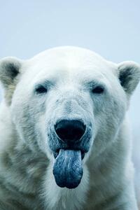 Umělecká fotografie Polar Bear closeup portrait, Mark Newman, (26.7 x 40 cm)