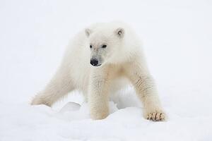 Umělecká fotografie Polar Bear Cub on Snow, Galaxiid, (40 x 26.7 cm)