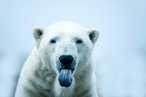 Umělecká fotografie Polar Bear closeup portrait, Mark Newman, (40 x 26.7 cm)
