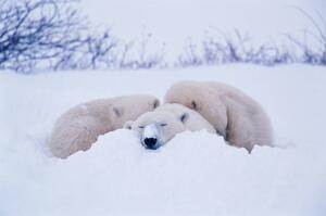 Umělecká fotografie Polar bear sleeping in snow, George Lepp, (40 x 26.7 cm)