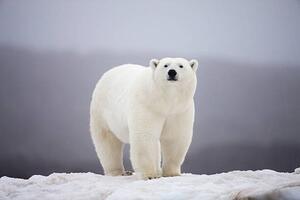 Umělecká fotografie Polar Bear on ice, Paul Souders, (40 x 26.7 cm)