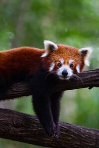 Umělecká fotografie Red panda, Marianne Purdie, (26.7 x 40 cm)