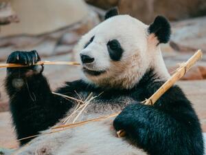 Umělecká fotografie portrait of a giant panda eating bamboo, PansLaos, (40 x 30 cm)