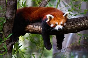 Umělecká fotografie Red panda, Marianne Purdie, (40 x 26.7 cm)
