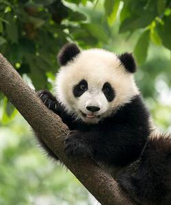 Umělecká fotografie Giant Panda baby cub in Chengdu area, China, Alatom, (35 x 40 cm)