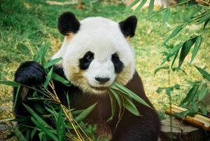 Umělecká fotografie Panda eating bamboo, Nuno Tendais, (40 x 26.7 cm)