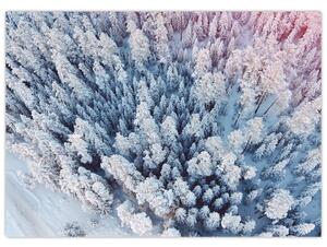 Obraz zasněžených stromů (70x50 cm)
