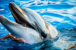Fotografie Dolphin smile in water scene with, EvaL, (40 x 26.7 cm)