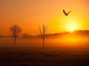 Fotografie Misty sunrise with crow, Michael Roberts, (40 x 30 cm)