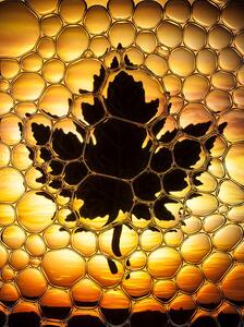 Ilustrace Maple leaf bubbles, Don Farrall, (30 x 40 cm)