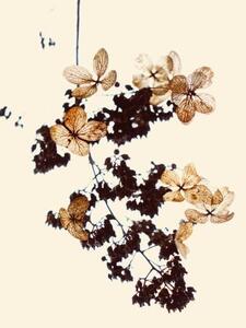 Ilustrace Withered flowers can be used as bookmarks, fanjie Tang