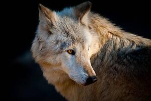 Umělecká fotografie Arctic wolf. Canis lupus arctos, Daniel Hernanz Ramos, (40 x 26.7 cm)