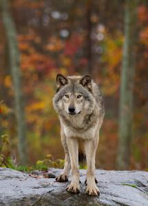 Umělecká fotografie Timber wolf standing on a, Jim Cumming, (30 x 40 cm)