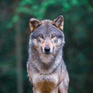 Umělecká fotografie Grey wolf looking straight in, tilo, (40 x 40 cm)