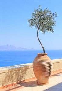 Umělecká fotografie Olive tree growing in a pot, itsabreeze photography, (26.7 x 40 cm)