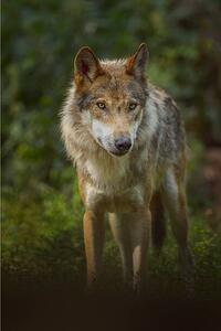 Umělecká fotografie European Gray Wolf, Canis lupus lupus, Raimund Linke, (26.7 x 40 cm)
