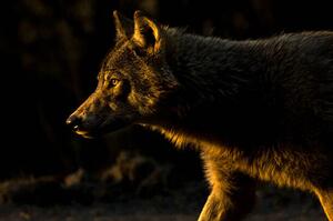 Umělecká fotografie Wolf in Golden Light, Chad Graham, (40 x 26.7 cm)