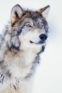 Fotografie Winter Timber Wolf, David A. Northcott, (26.7 x 40 cm)