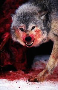 Umělecká fotografie Grey wolf (Canis lupus) snarling over fresh kill, John Giustina, (26.7 x 40 cm)
