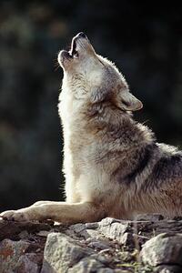 Fotografie Grey Wolf (Canis lupus) howling on rock, John Giustina, (26.7 x 40 cm)