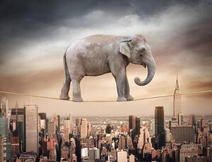 Ilustrace Elephant balancing on the rope, narvikk, (40 x 30 cm)