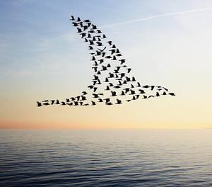 Ilustrace Flock of birds in bird formation flying above sea, Tim Robberts