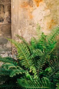 Umělecká fotografie Green fern leaves lush foliage., Olena Malik, (26.7 x 40 cm)