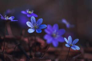 Umělecká fotografie Blue anemones on the forest floor, Baac3nes, (40 x 26.7 cm)