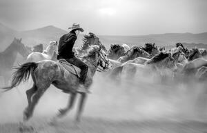 Umělecká fotografie Running Horses, Yabani atlar Mustafa, (40 x 26.7 cm)