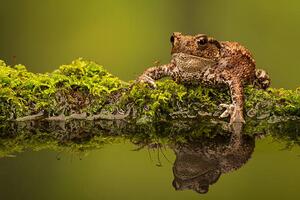 Umělecká fotografie A common toad, MarkBridger, (40 x 26.7 cm)
